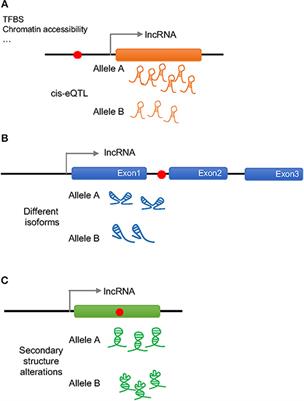 Disease-Associated SNPs in Inflammation-Related lncRNAs